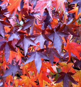 Leaves on Tree