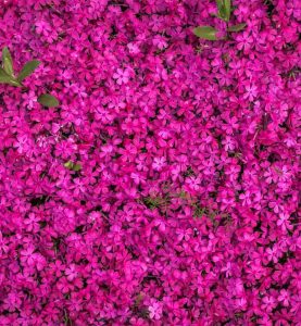 Pink Flowers