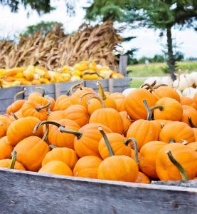 Pumpkins