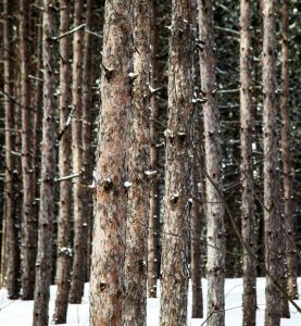 Snow Forest