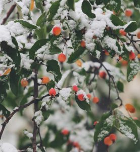 Snow Tree