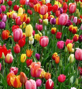 Tulip Field