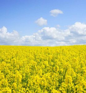 Yellow Field